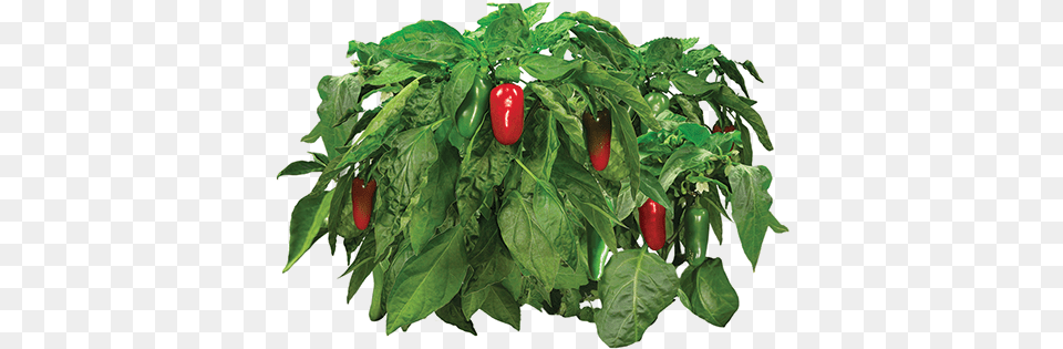 Vegetable Plant Download Aerogrow Jalapeno Pepper Seed Kit, Bell Pepper, Food, Produce Png