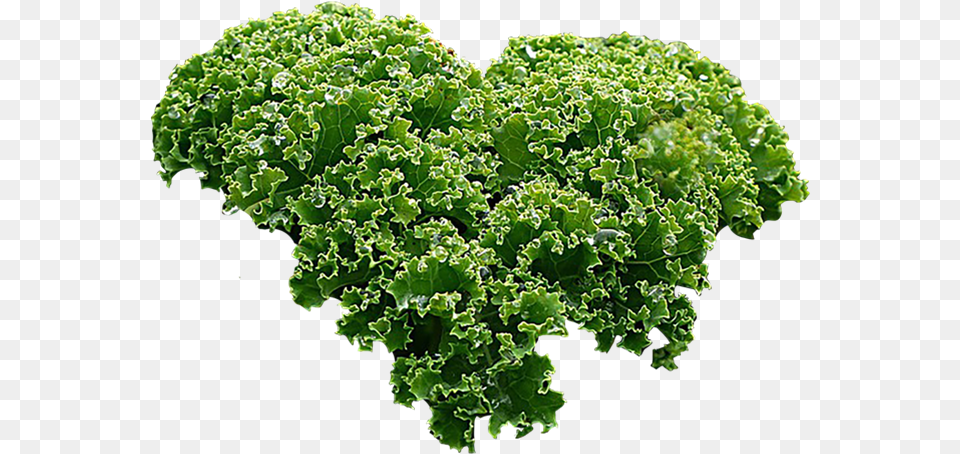 Vegetable Plant Kale, Food, Leafy Green Vegetable, Produce, Lettuce Png