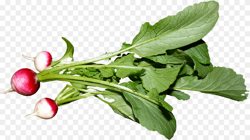 Vegetable Radish Food Image On Pixabay Spring Greens, Plant, Produce Free Png Download