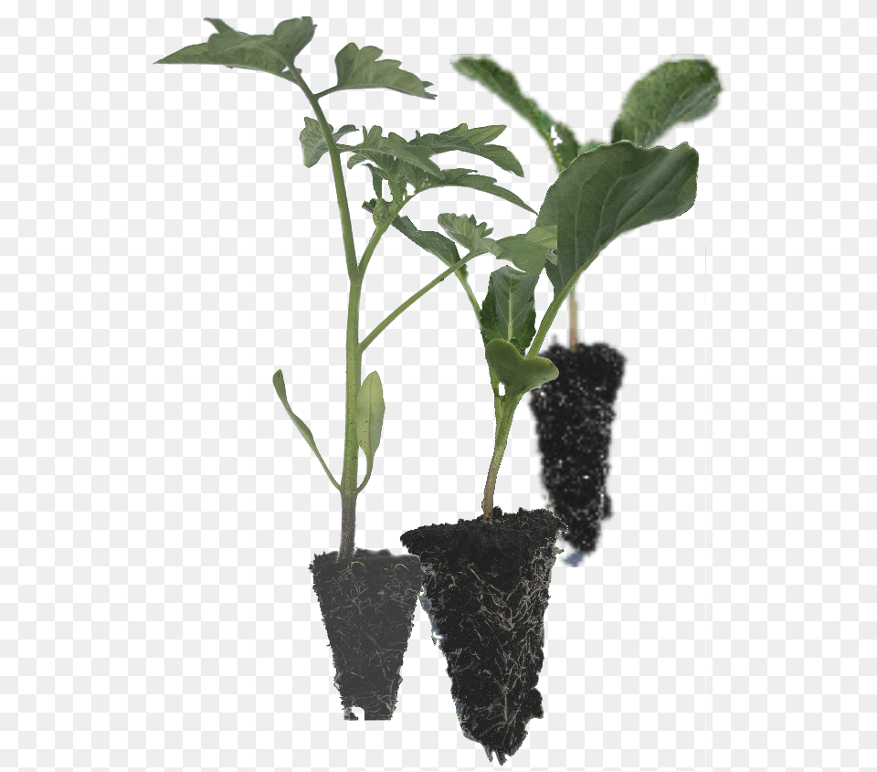 Vegetable Seedlings, Leaf, Plant, Potted Plant, Soil Png Image