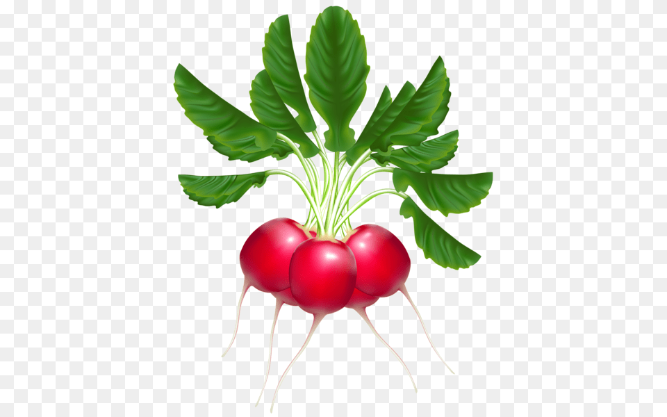 Vegetable Tree Images, Food, Plant, Produce, Radish Free Transparent Png