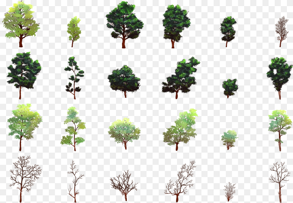 Vegetation, Conifer, Plant, Tree, Grove Free Png Download