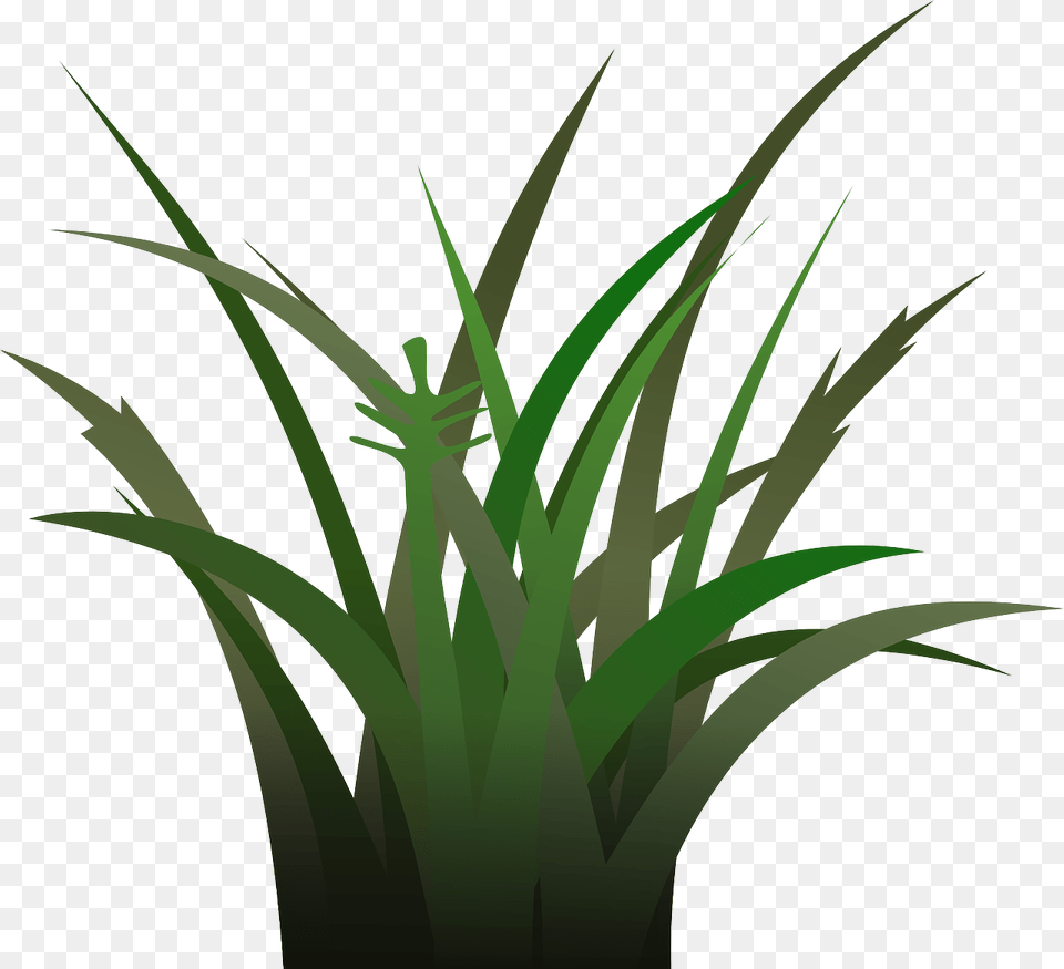 Vegetation, Plant, Grass Png Image