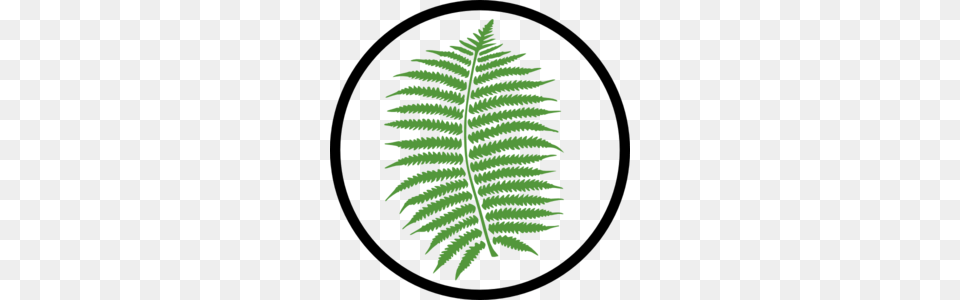 Vegetation Cliparts, Fern, Plant, Leaf Free Png Download