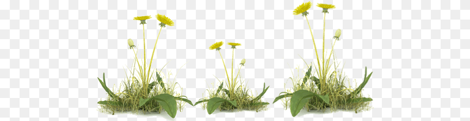 Vegetation Control Dandelion With Grass Flower, Plant, Flower Arrangement, Potted Plant Free Transparent Png