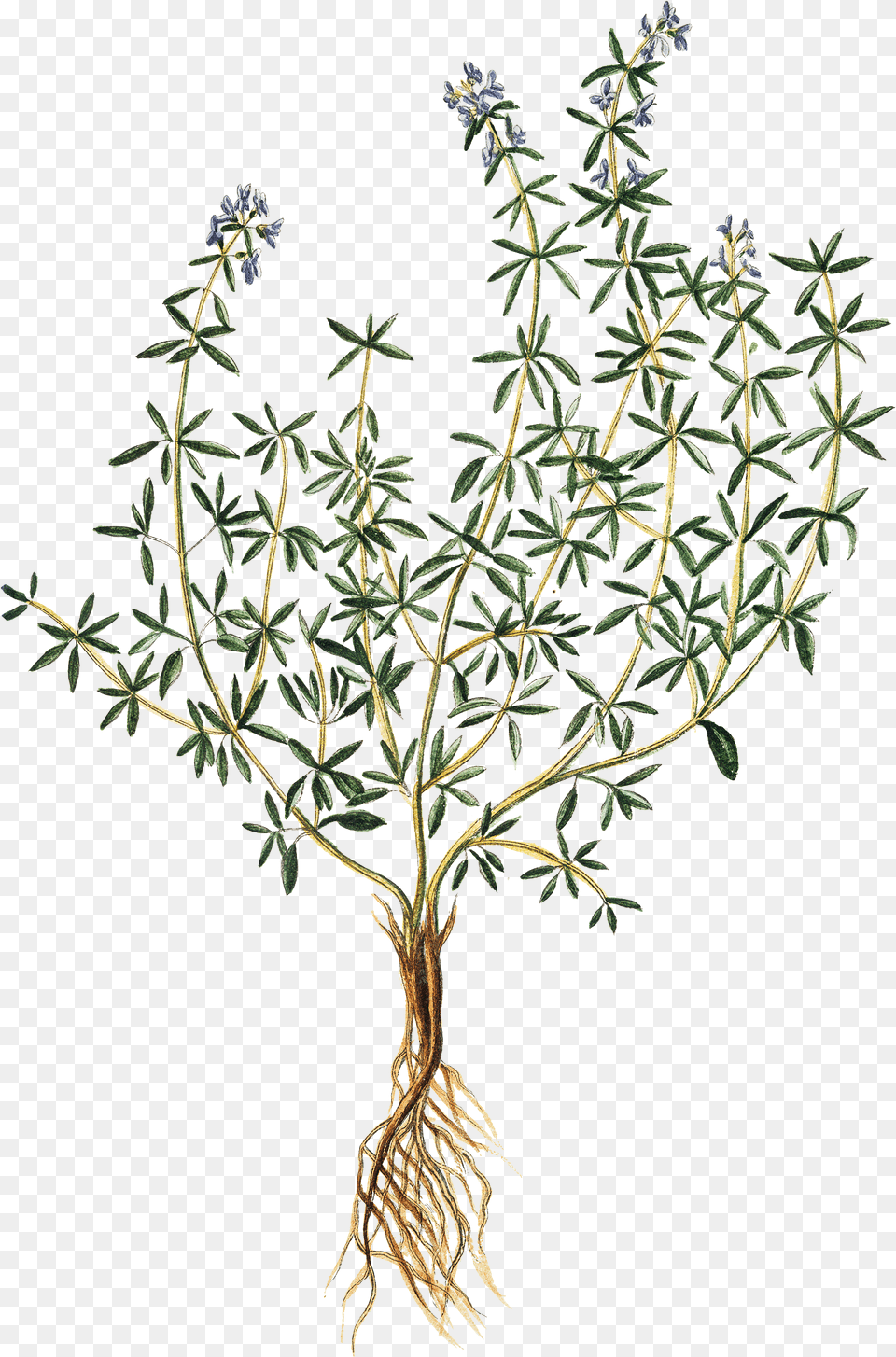 Vegetation Drawing Herb Thyme Print, Herbal, Herbs, Plant, Tree Free Transparent Png