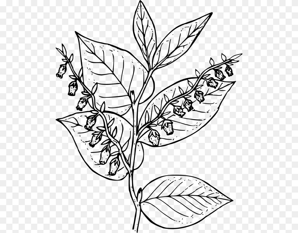 Vegetation Drawing Ocean Salal Drawing, Gray Free Png Download