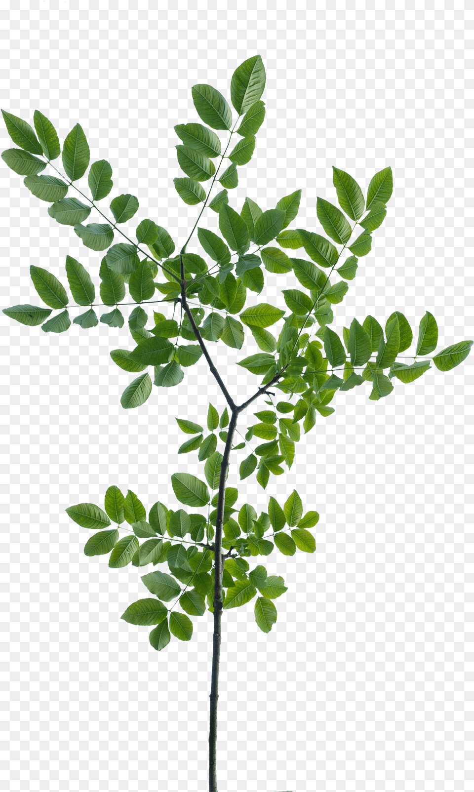 Vegetation Drawing Rose Tree Branch Leaves Texture, Leaf, Plant, Green Free Transparent Png