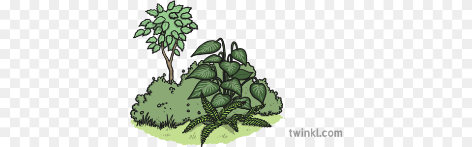 Vegetation Illustration Twinkl Illustration, Plant, Outdoors, Nature, Leaf Free Png