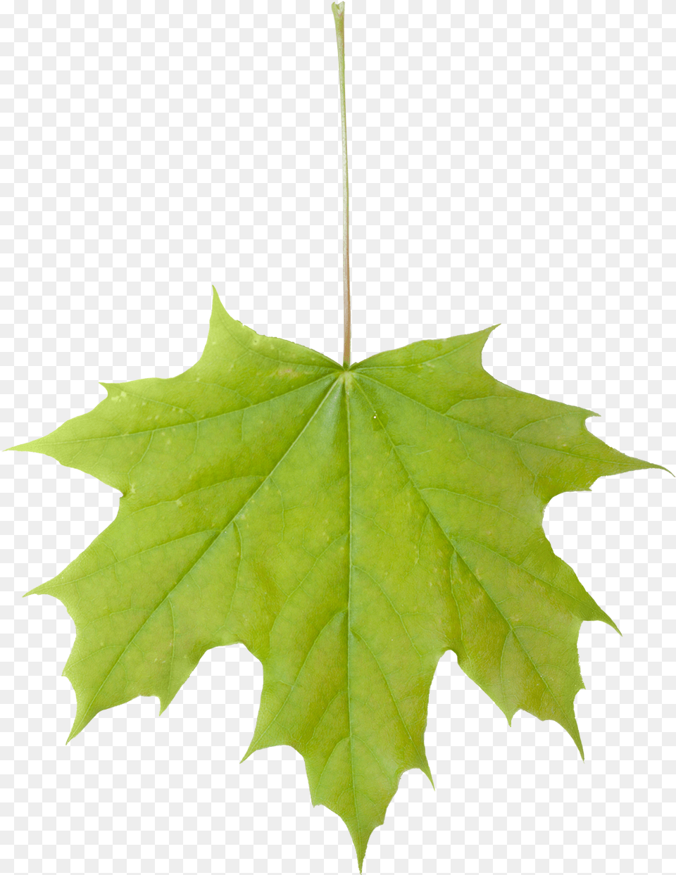 Vegetation Leaf Maple, Plant, Tree, Maple Leaf Png