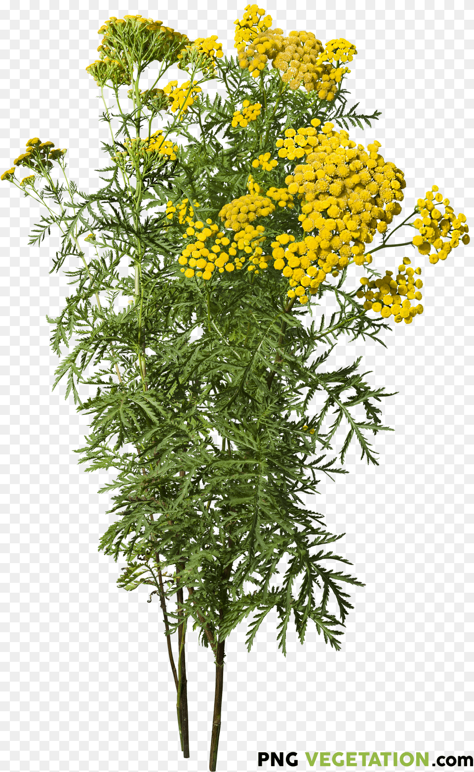 Vegetation Plants U0026 Trees High Quality Cutout Flower Plant Png