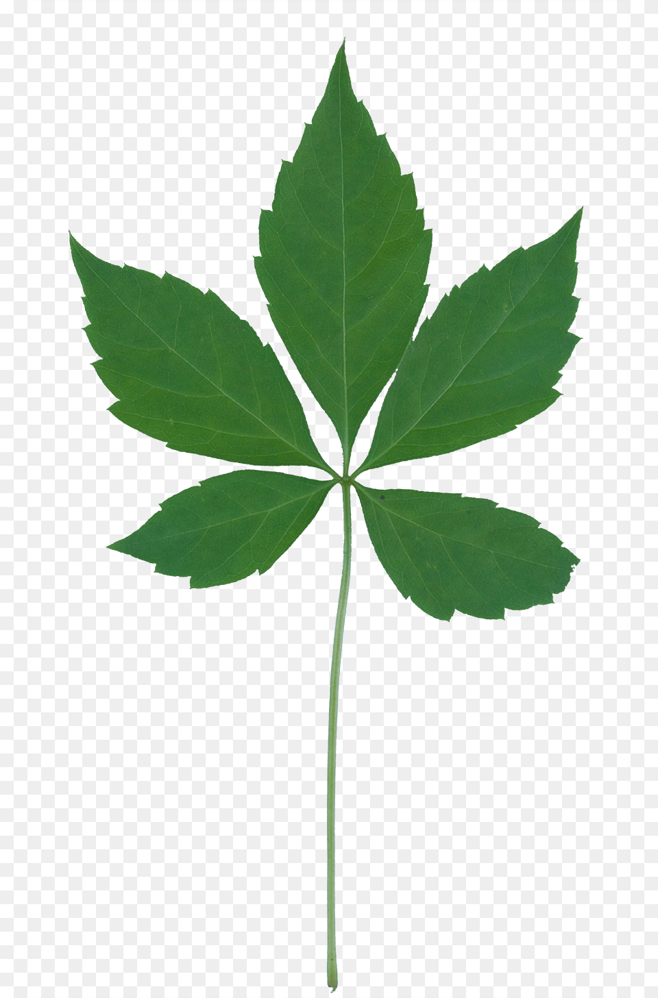 Vegetation Smallplant 03 Plants, Leaf, Plant, Tree Free Png Download
