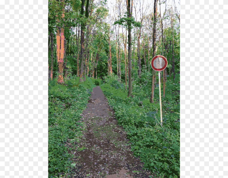 Vegetation Temperate Broadleaf And Mixed Forest Tree, Nature, Outdoors, Path, Plant Png Image