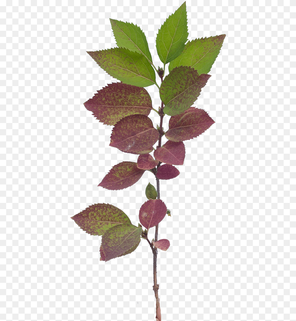 Vegetation Tree Branch 14 Slippery Elm, Herbal, Herbs, Leaf, Plant Png Image