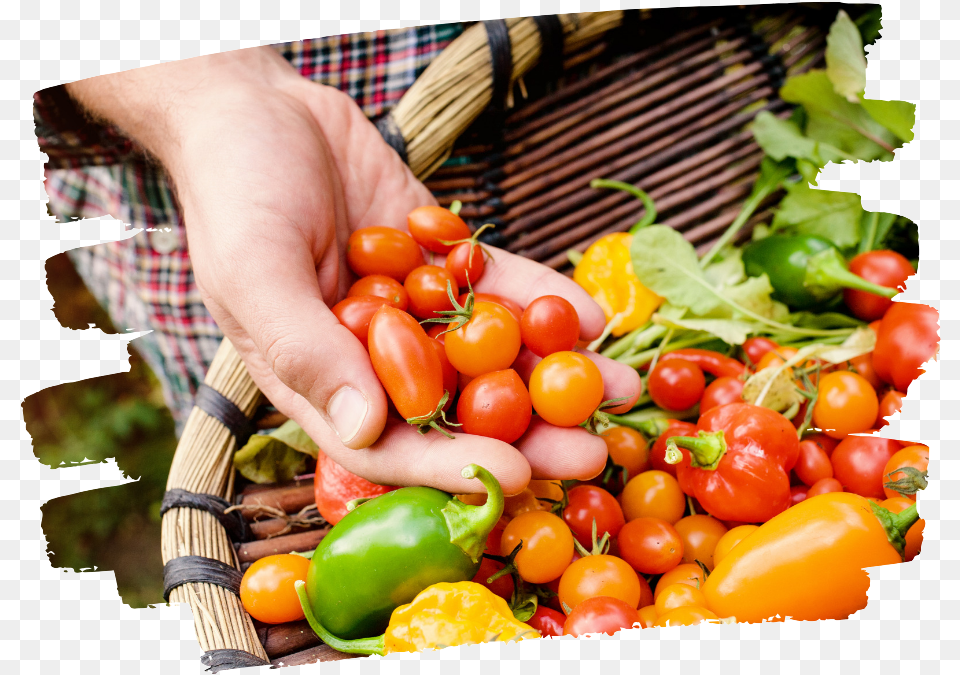 Veggie Basket Organic Farm Food, Baby, Person, Produce, Pepper Free Png Download
