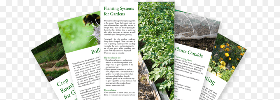 Veggie Gardening Guides And Tips Plantation, Advertisement, Poster, Plant, Herbal Free Png