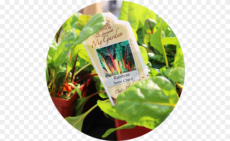 Veggie Plants Jasmine, Food, Produce, Plant, Leaf Free Png Download