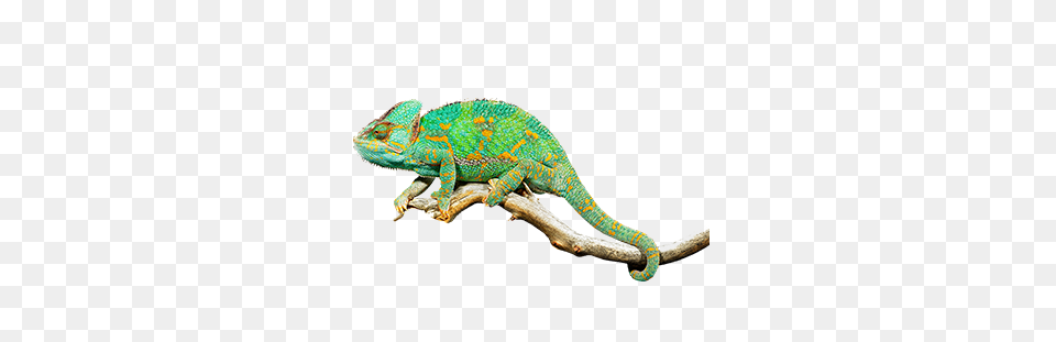 Veiled Chameleon, Animal, Lizard, Reptile, Iguana Free Transparent Png