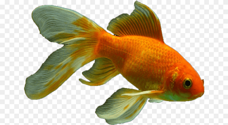 Veiltail Fish Transparent Fish Transparent, Animal, Sea Life, Goldfish Png