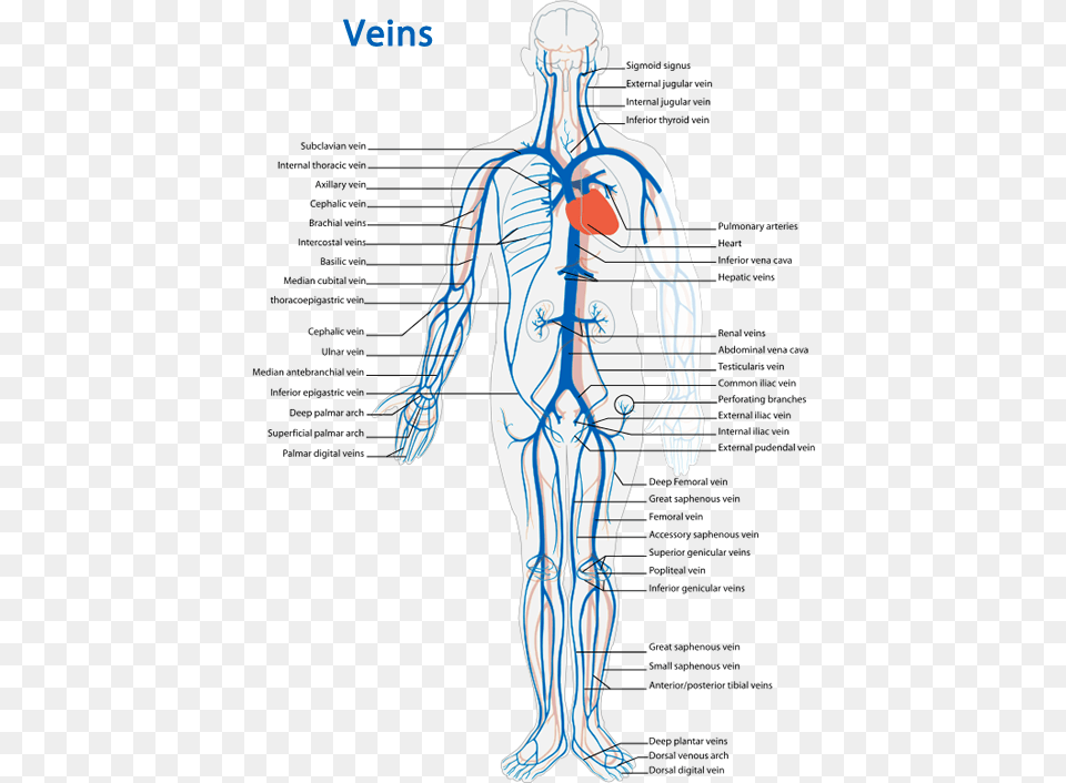 Veins Diagram Veins Of The Body Worksheet, Adult, Male, Man, Person Png Image