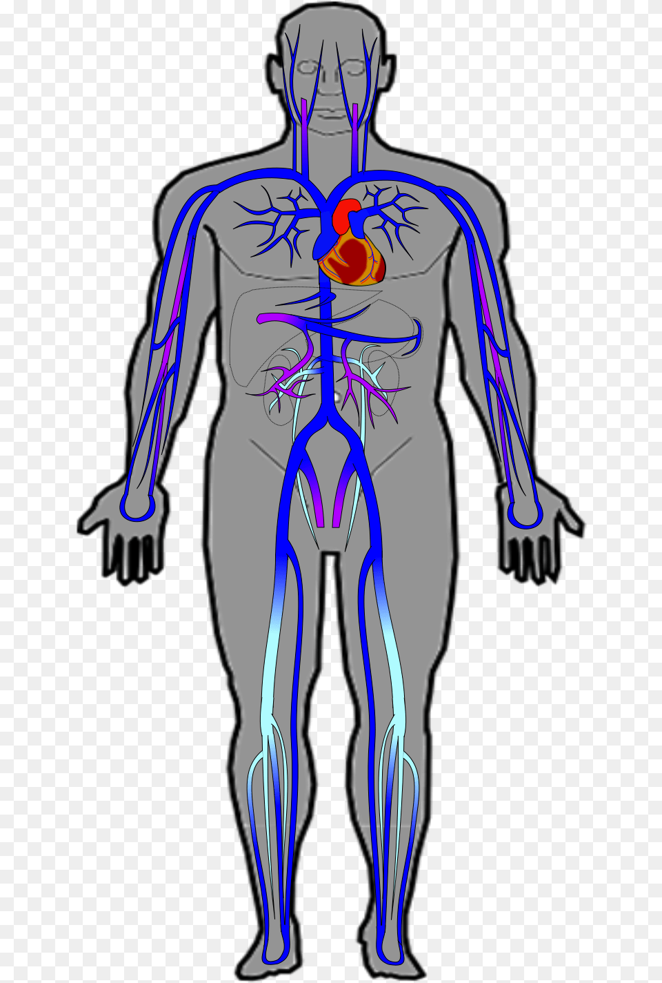 Veins Human Body Veins, Adult, Male, Man, Person Free Png