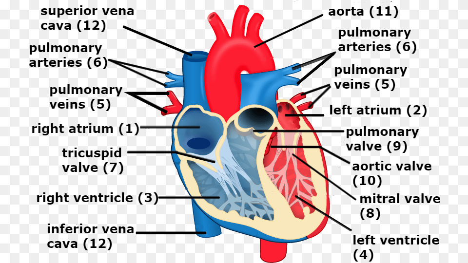 Veins Transparent Heart Heart And Circulation Heart Diagram Pulmonary Veins, Body Part, Face, Head, Neck Png