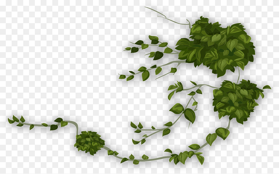 Vektor Tanaman Rambat, Green, Herbs, Plant, Leaf Free Png