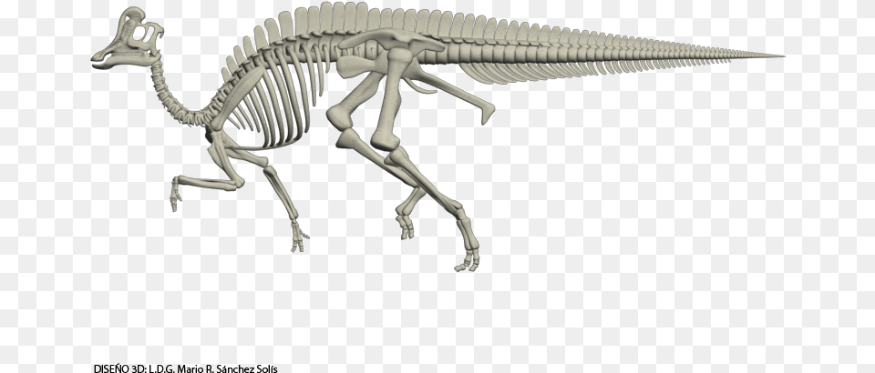 Velafrons Coahuilensis Skeleton Dinosaur Skeleton Velafrons Coahuilensis, Animal, Reptile, Adult, Female Free Png Download