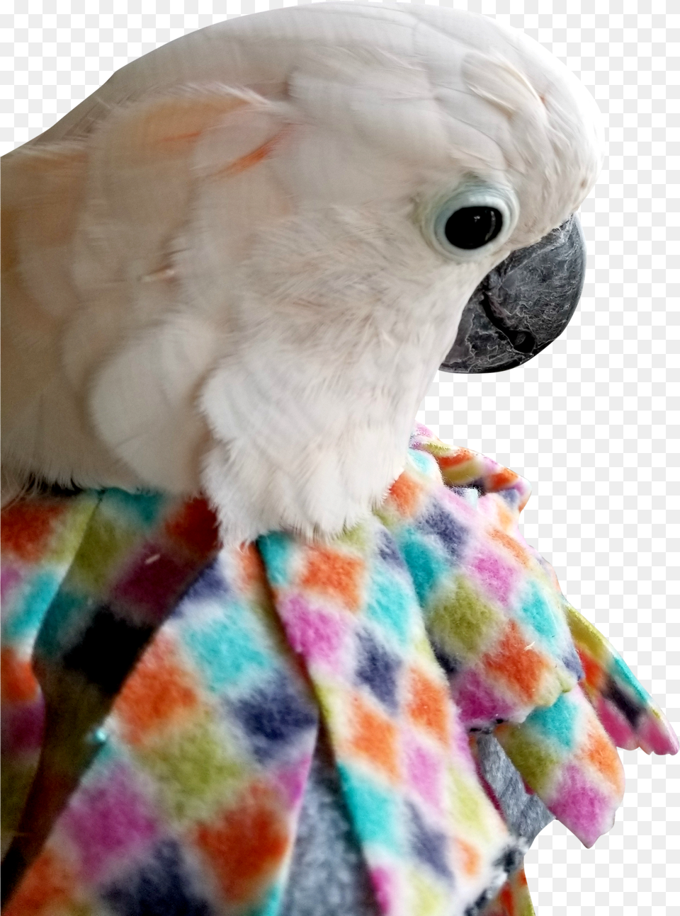 Velcro Closure Cone Fleece Bird Collar By Unruffledrx Feather Plucking Bird Collar Png Image