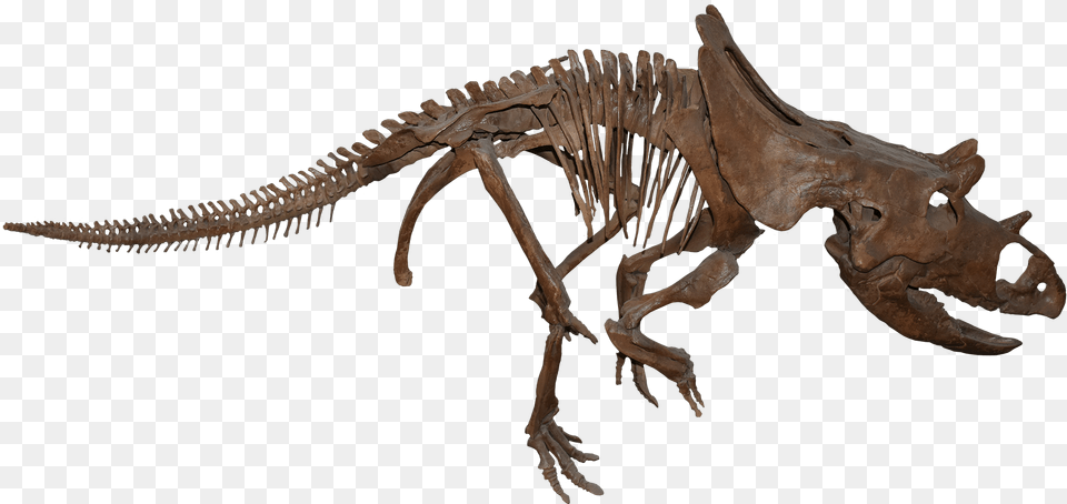 Velociraptor, Animal, Dinosaur, Reptile, T-rex Free Png Download