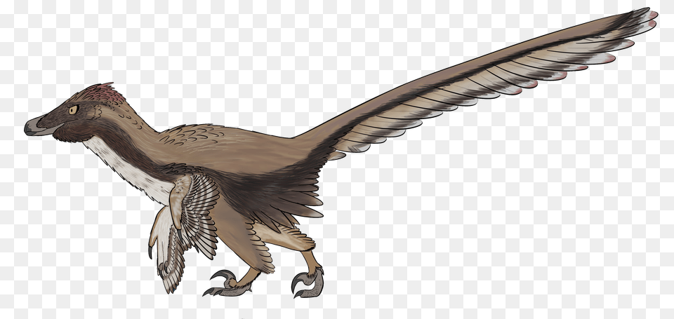 Velociraptor, Animal, Bird, Vulture Free Transparent Png