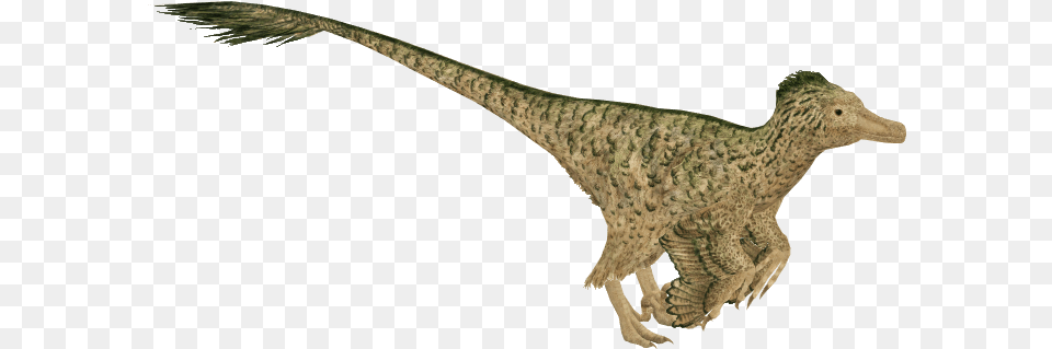 Velociraptor, Animal, Bird, Dinosaur, Reptile Png Image