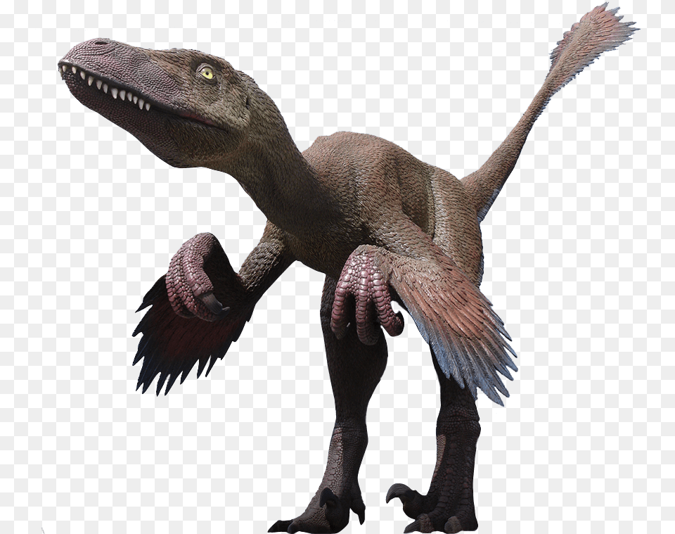 Velociraptor Clipart Deinonychus, Animal, Dinosaur, Reptile, T-rex Free Png Download