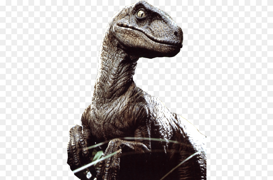 Velociraptor File Raptor With A Hat, Animal, Dinosaur, Reptile, T-rex Free Png Download