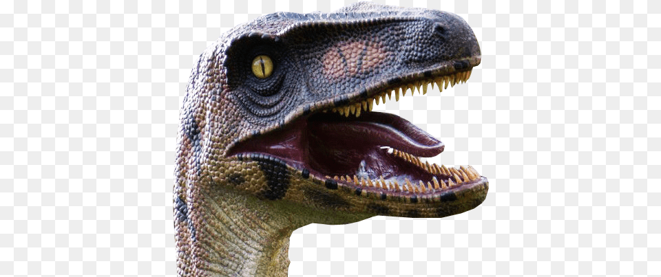Velociraptor Head Transparent Background Images Velociraptor Head Transparent Background, Animal, Dinosaur, Reptile, T-rex Free Png