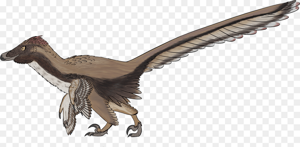 Velociraptor Is One Of The Most Famous Dinosaurs Of Thomas Henry Huxley, Animal, Bird, Vulture Free Transparent Png