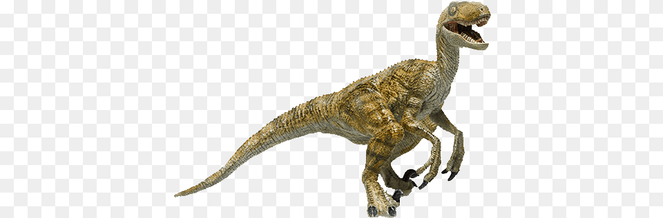 Velociraptor Photography, Animal, Dinosaur, Reptile, T-rex Png