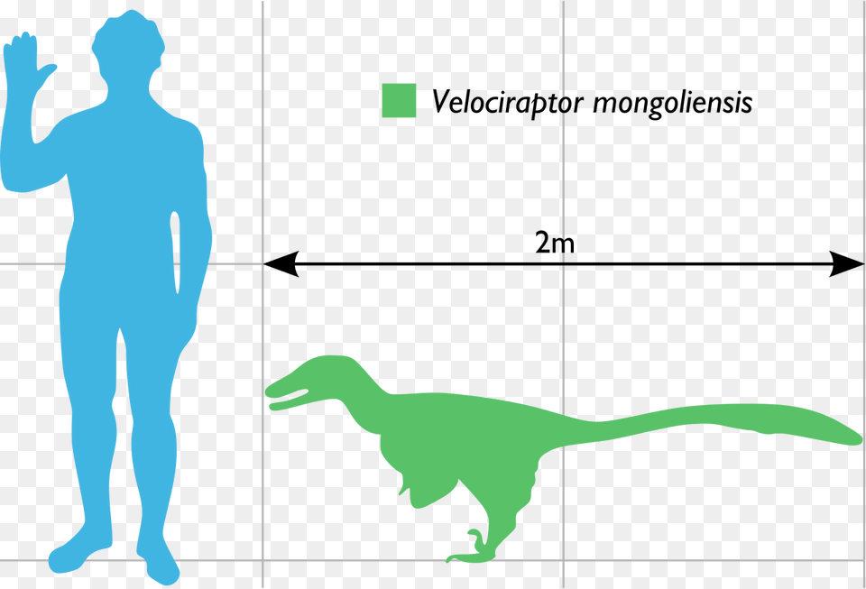 Velociraptor Scale To Human, Adult, Male, Man, Person Png