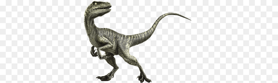 Velociraptor Stuff I Like And References Jurassic, Animal, Dinosaur, Reptile, T-rex Png