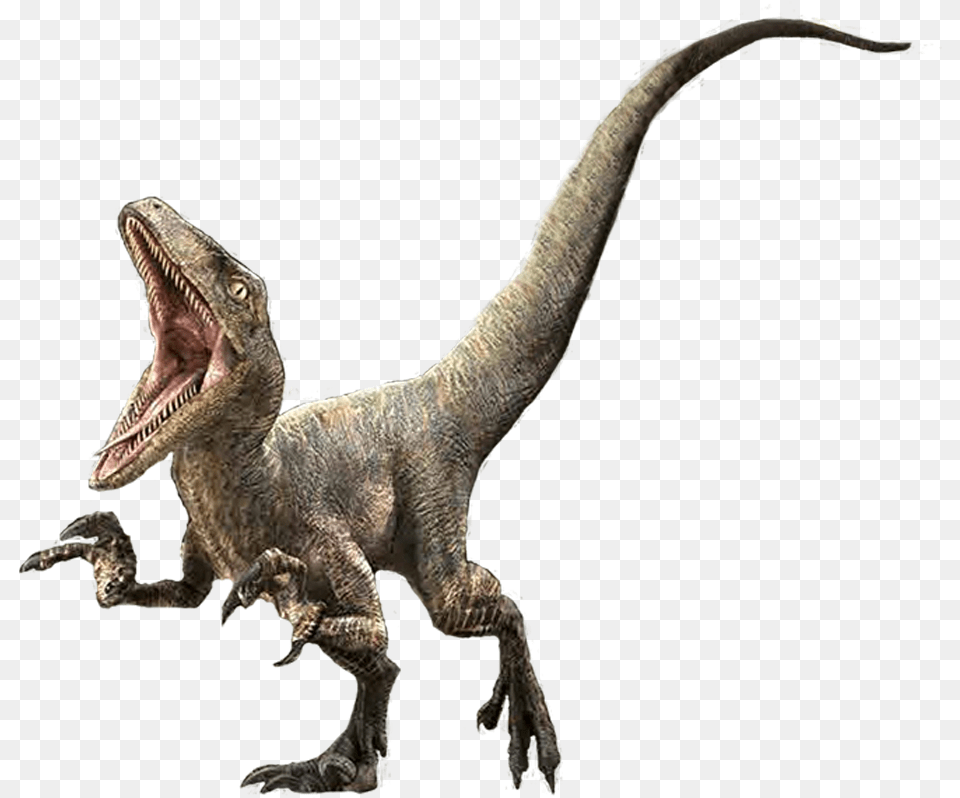 Velociraptor Charlie Velociraptor Animal, Dinosaur, Reptile, T-rex Free Transparent Png
