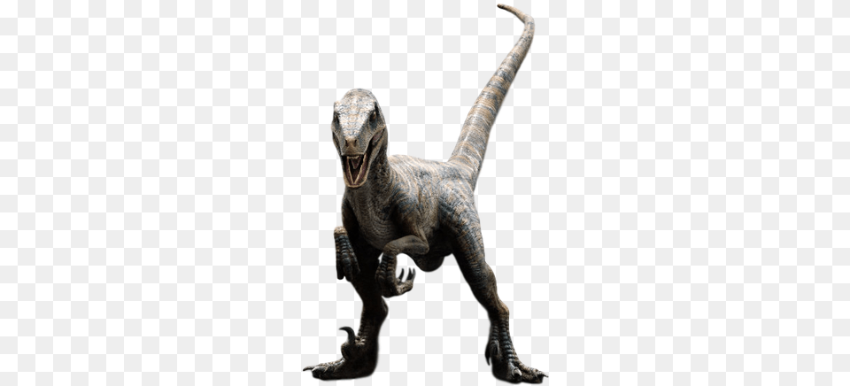 Velociraptor Transparent Echo Jurassic Park Raptor, Animal, Dinosaur, Reptile, T-rex Png Image