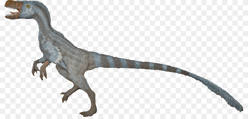 Velociraptor Transparent Images, Animal, Dinosaur, Reptile, T-rex Png Image