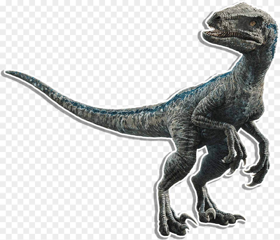 Velociraptor Transparent Secondary Velociraptor Blue, Animal, Dinosaur, Reptile, T-rex Png Image