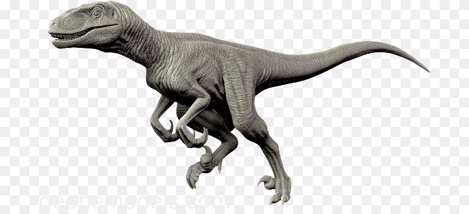 Velociraptor Transparent Transparent Velociraptor, Animal, Dinosaur, Reptile, T-rex Png Image
