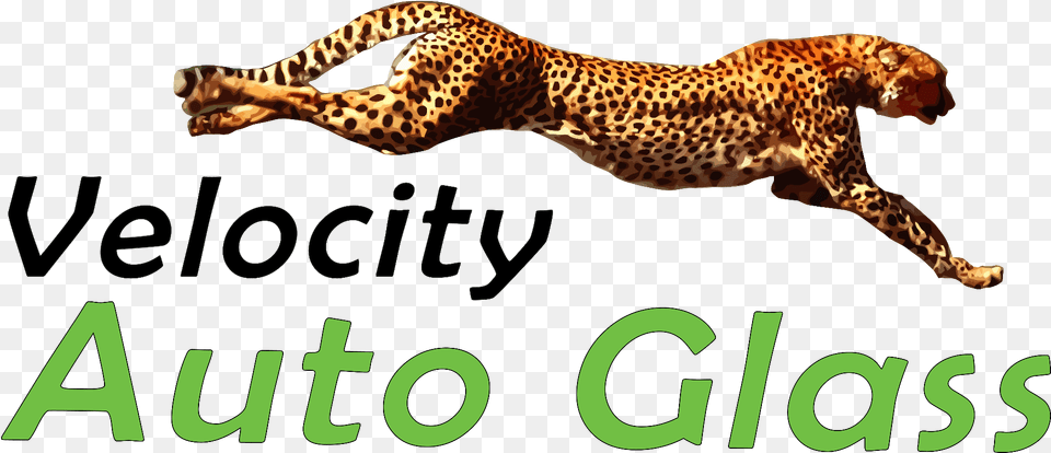 Velocity Auto Glass Cheetah Running, Animal, Mammal, Wildlife, Panther Free Transparent Png