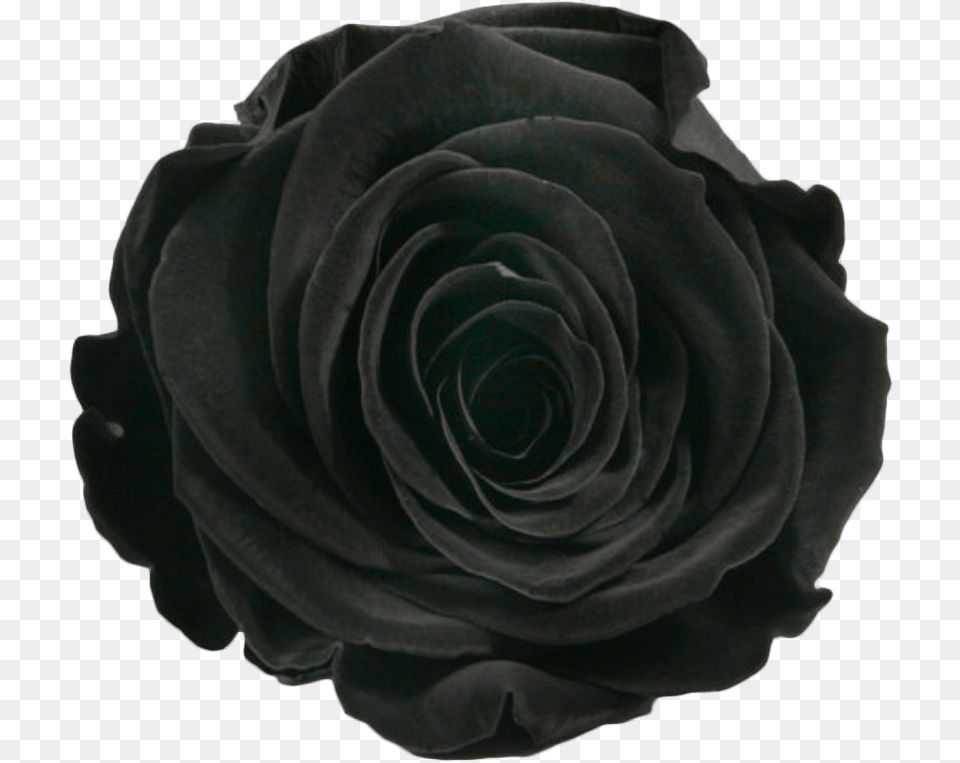 Velvet Black Na 6 X Rose Gefriergetrocknet Stabilisiert Echte, Flower, Plant Free Transparent Png