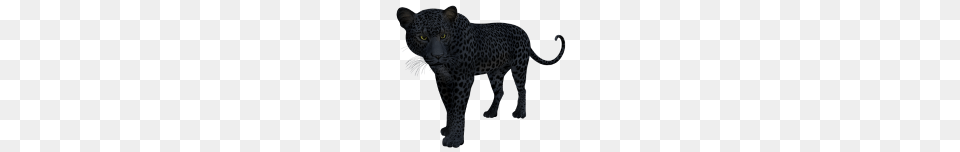 Velvet Black Panther, Animal, Mammal, Wildlife Free Transparent Png