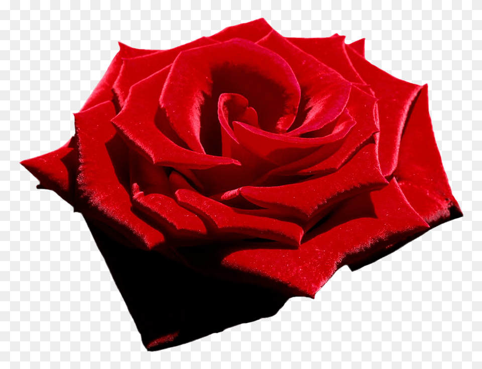 Velvet Red Rose File Attention Only The Maximum Original, Flower, Plant, Petal Png Image