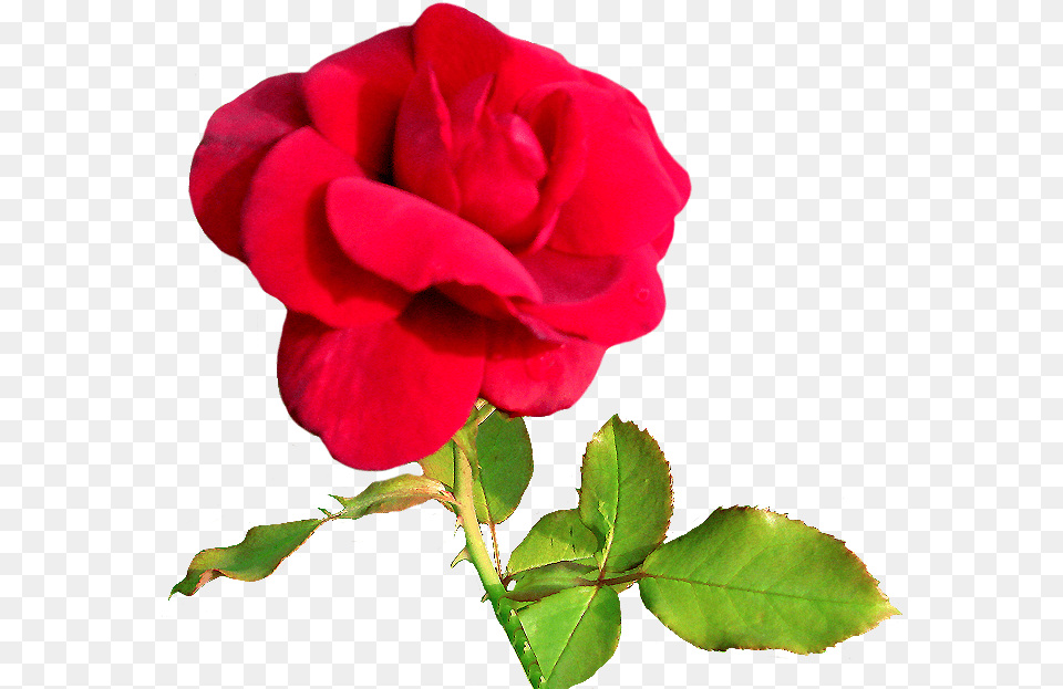 Velvet Rose Clipart Velvet Rose Clip Art, Flower, Plant Free Transparent Png