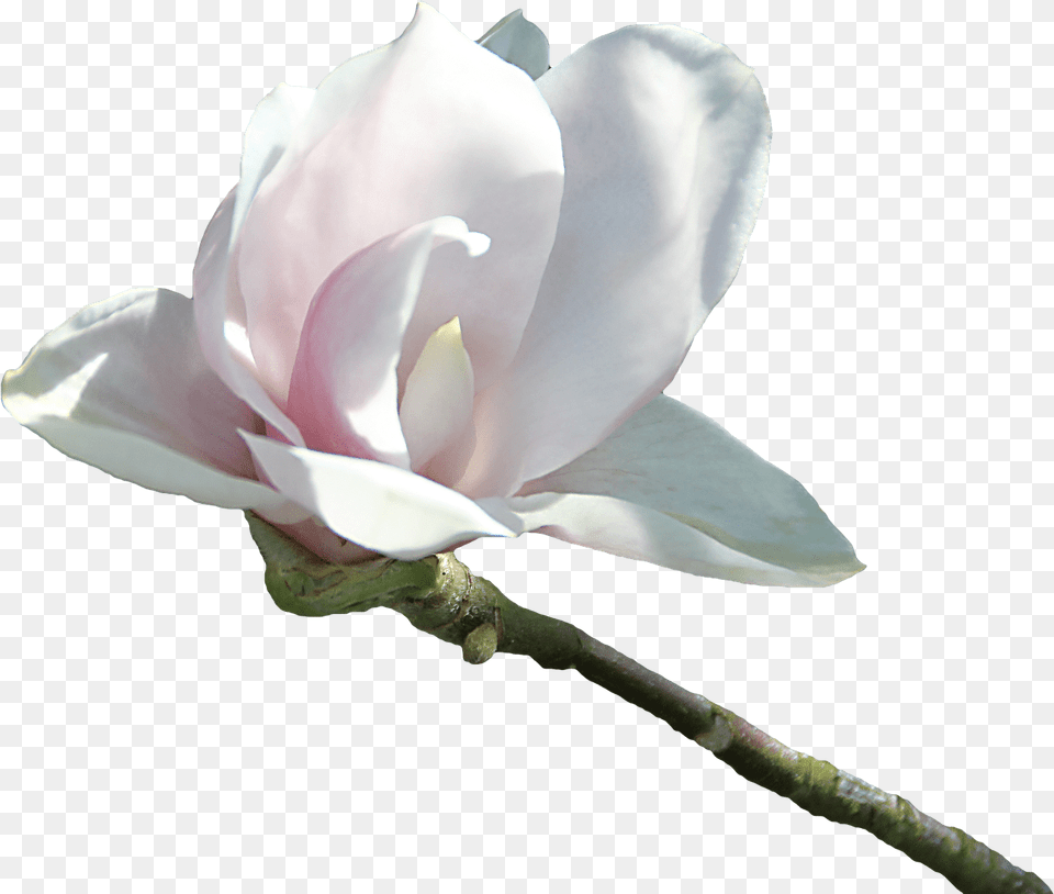 Velvetty White Flower Transparent Portable Network Graphics, Petal, Plant, Rose, Orchid Free Png